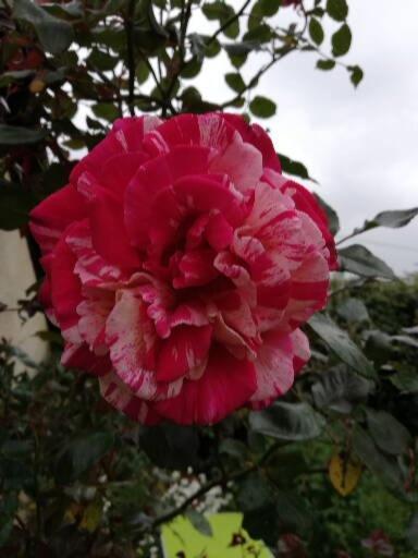 فيلا Au Coeur Du Jardin La Boussac المظهر الخارجي الصورة